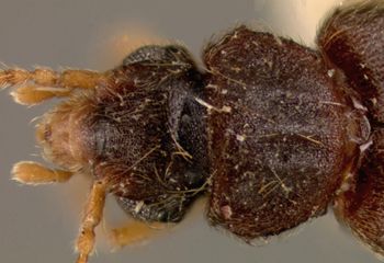 Media type: image;   Entomology 27477 Aspect: head dorsal view